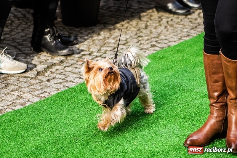 Zdjęcie w galerii na portalu naszraciborz.pl: II Festiwal Ubranek – psia moda w roli głównej FOTO i WIDEO wiadomości z regionu