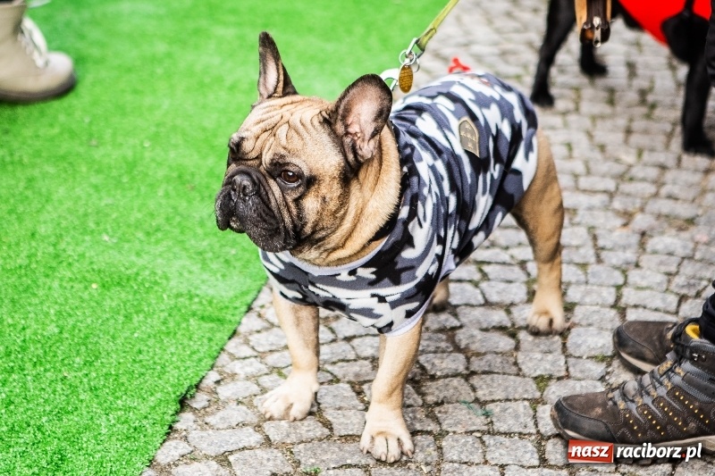 Zdjęcie w galerii na portalu naszraciborz.pl: II Festiwal Ubranek – psia moda w roli głównej FOTO i WIDEO wiadomości z regionu