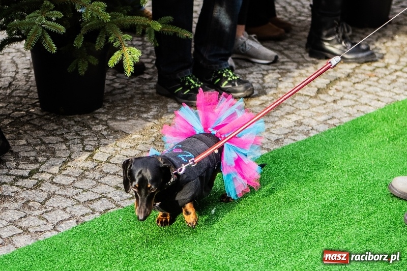 Zdjęcie w galerii na portalu naszraciborz.pl: II Festiwal Ubranek – psia moda w roli głównej FOTO i WIDEO wiadomości z regionu