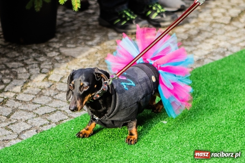 Zdjęcie w galerii na portalu naszraciborz.pl: II Festiwal Ubranek – psia moda w roli głównej FOTO i WIDEO wiadomości z regionu
