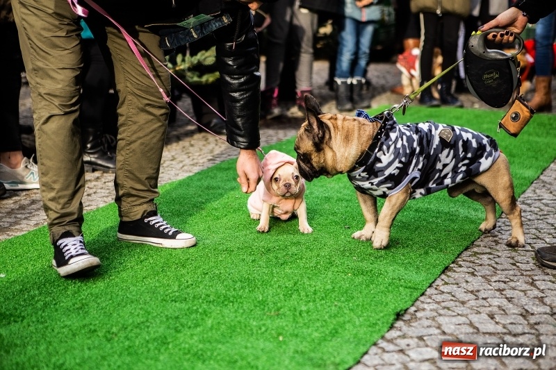 Zdjęcie w galerii na portalu naszraciborz.pl: II Festiwal Ubranek – psia moda w roli głównej FOTO i WIDEO wiadomości z regionu