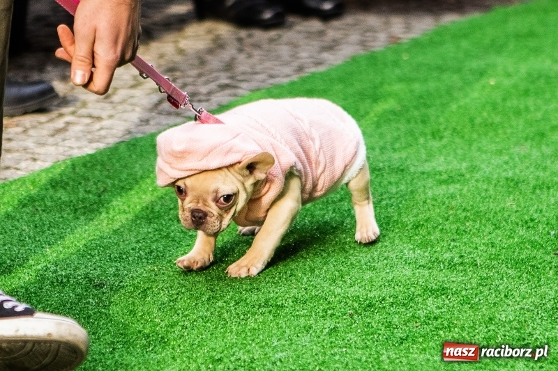 Zdjęcie w galerii na portalu naszraciborz.pl: II Festiwal Ubranek – psia moda w roli głównej FOTO i WIDEO wiadomości z regionu