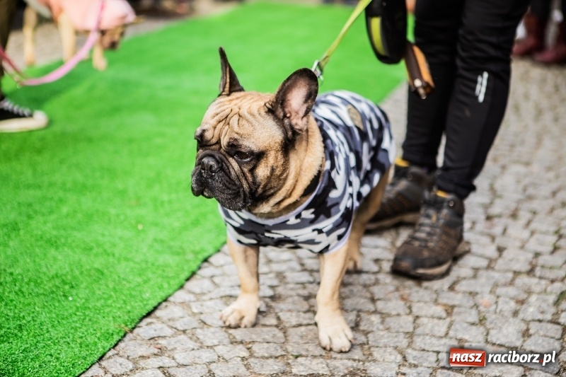 Zdjęcie w galerii na portalu naszraciborz.pl: II Festiwal Ubranek – psia moda w roli głównej FOTO i WIDEO wiadomości z regionu