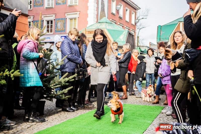 Zdjęcie w galerii na portalu naszraciborz.pl: II Festiwal Ubranek – psia moda w roli głównej FOTO i WIDEO wiadomości z regionu