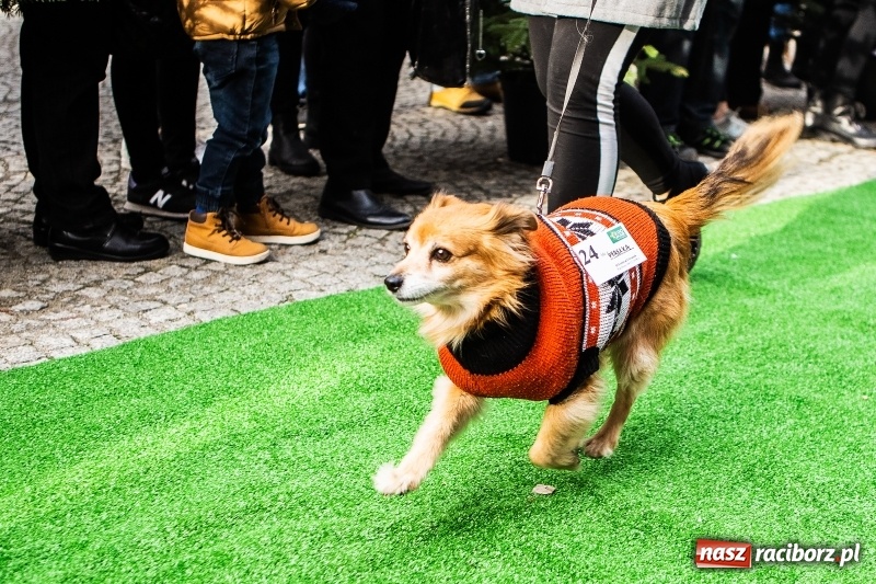Zdjęcie w galerii na portalu naszraciborz.pl: II Festiwal Ubranek – psia moda w roli głównej FOTO i WIDEO wiadomości z regionu