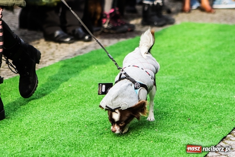 Zdjęcie w galerii na portalu naszraciborz.pl: II Festiwal Ubranek – psia moda w roli głównej FOTO i WIDEO wiadomości z regionu