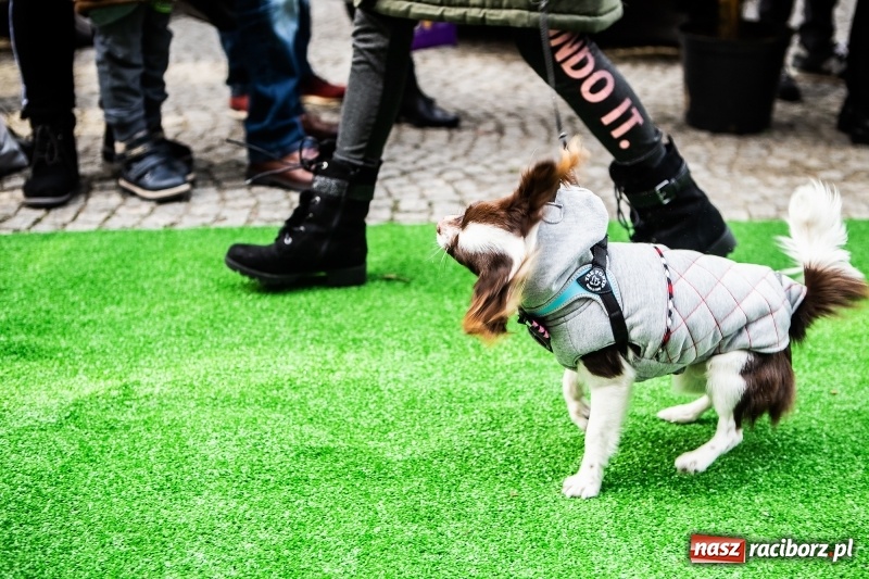 Zdjęcie w galerii na portalu naszraciborz.pl: II Festiwal Ubranek – psia moda w roli głównej FOTO i WIDEO wiadomości z regionu