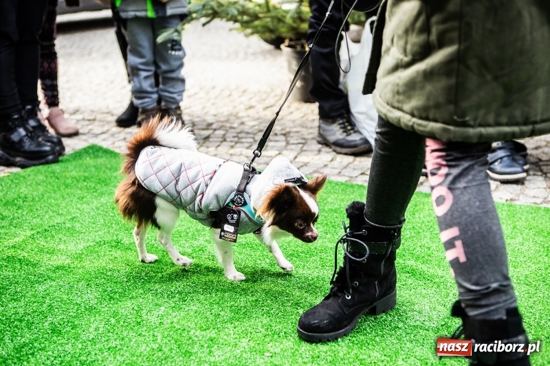 Zdjęcie w galerii na portalu naszraciborz.pl: II Festiwal Ubranek – psia moda w roli głównej FOTO i WIDEO wiadomości z regionu