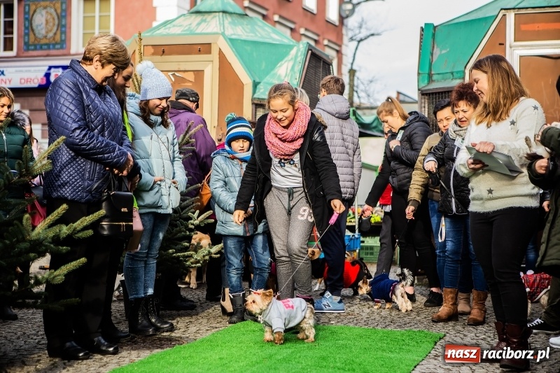 Zdjęcie w galerii na portalu naszraciborz.pl: II Festiwal Ubranek – psia moda w roli głównej FOTO i WIDEO wiadomości z regionu