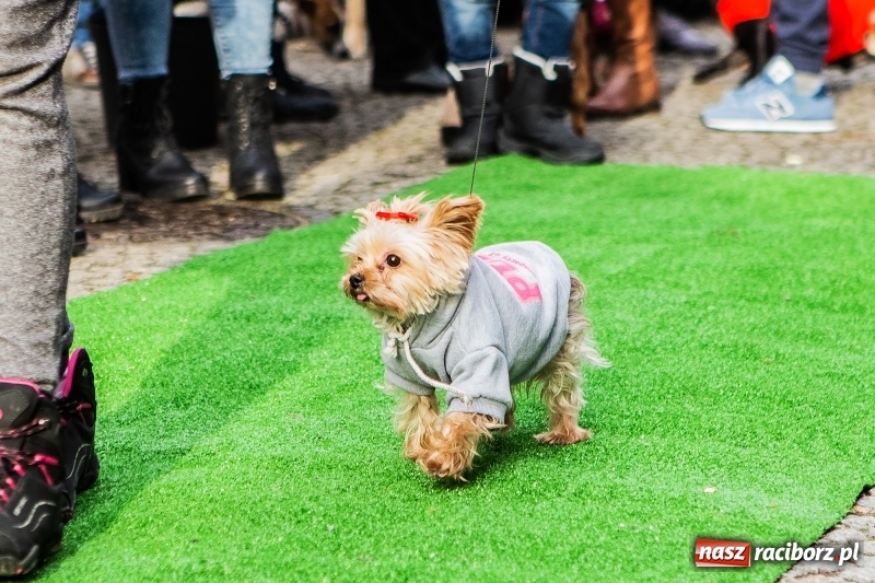 Zdjęcie w galerii na portalu naszraciborz.pl: II Festiwal Ubranek – psia moda w roli głównej FOTO i WIDEO wiadomości z regionu