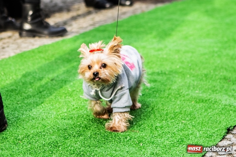 Zdjęcie w galerii na portalu naszraciborz.pl: II Festiwal Ubranek – psia moda w roli głównej FOTO i WIDEO wiadomości z regionu