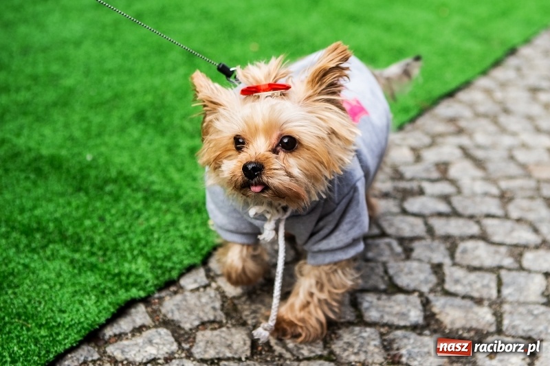 Zdjęcie w galerii na portalu naszraciborz.pl: II Festiwal Ubranek – psia moda w roli głównej FOTO i WIDEO wiadomości z regionu