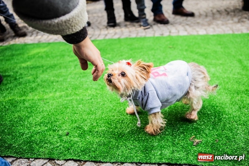 Zdjęcie w galerii na portalu naszraciborz.pl: II Festiwal Ubranek – psia moda w roli głównej FOTO i WIDEO wiadomości z regionu