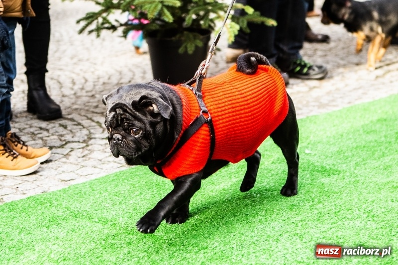 Zdjęcie w galerii na portalu naszraciborz.pl: II Festiwal Ubranek – psia moda w roli głównej FOTO i WIDEO wiadomości z regionu