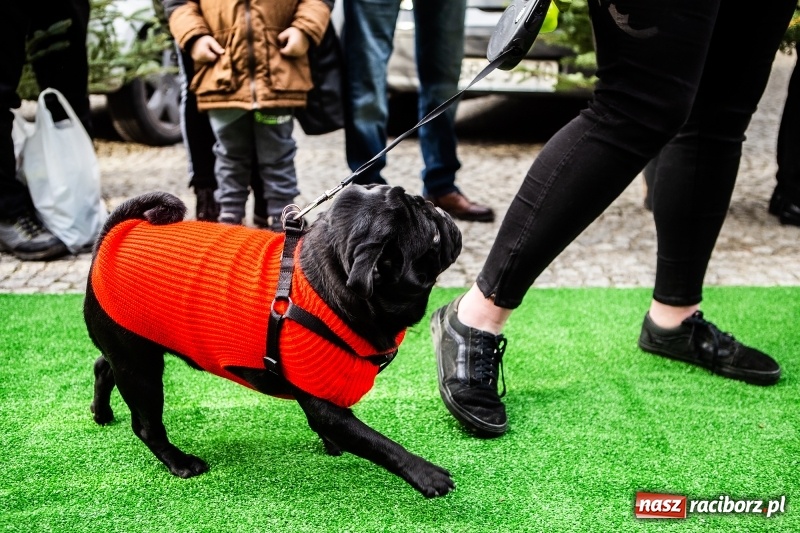 Zdjęcie w galerii na portalu naszraciborz.pl: II Festiwal Ubranek – psia moda w roli głównej FOTO i WIDEO wiadomości z regionu