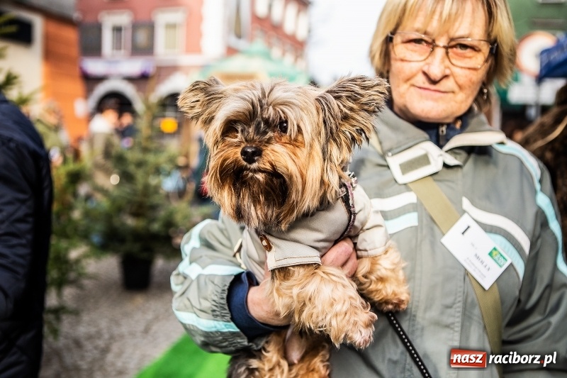 Zdjęcie w galerii na portalu naszraciborz.pl: II Festiwal Ubranek – psia moda w roli głównej FOTO i WIDEO wiadomości z regionu