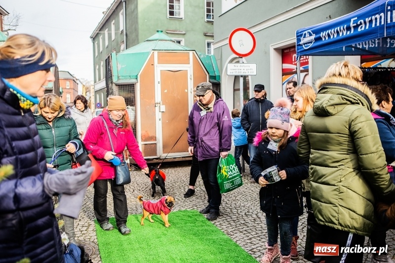 Zdjęcie w galerii na portalu naszraciborz.pl: II Festiwal Ubranek – psia moda w roli głównej FOTO i WIDEO wiadomości z regionu