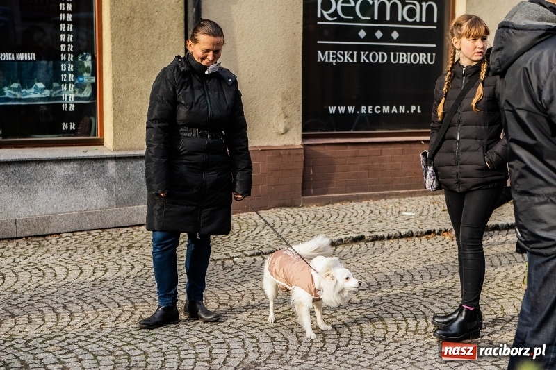 Zdjęcie w galerii na portalu naszraciborz.pl: II Festiwal Ubranek – psia moda w roli głównej FOTO i WIDEO wiadomości z regionu