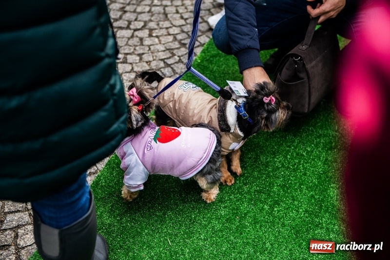 Zdjęcie w galerii na portalu naszraciborz.pl: II Festiwal Ubranek – psia moda w roli głównej FOTO i WIDEO wiadomości z regionu