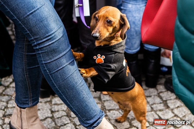 Zdjęcie w galerii na portalu naszraciborz.pl: II Festiwal Ubranek – psia moda w roli głównej FOTO i WIDEO wiadomości z regionu