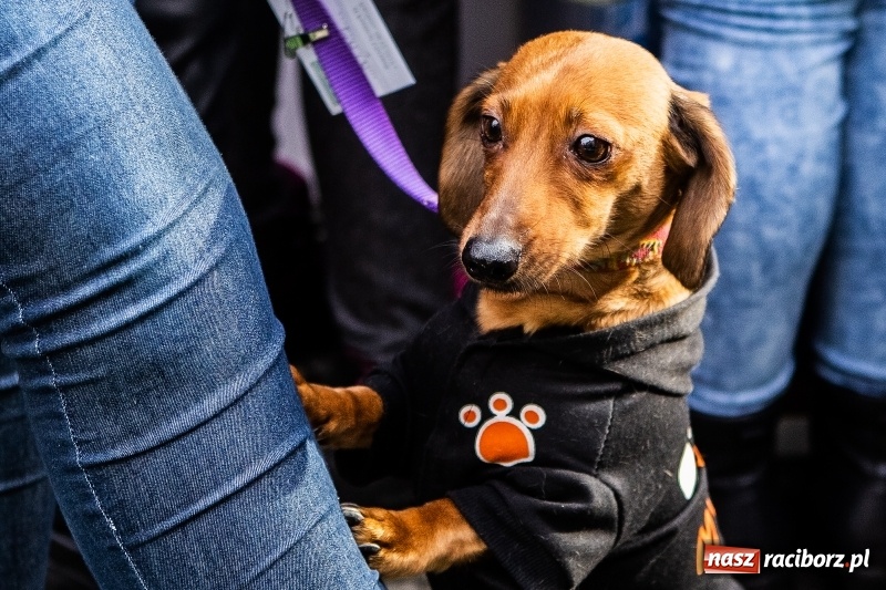 Zdjęcie w galerii na portalu naszraciborz.pl: II Festiwal Ubranek – psia moda w roli głównej FOTO i WIDEO wiadomości z regionu
