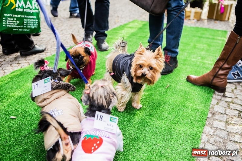 Zdjęcie w galerii na portalu naszraciborz.pl: II Festiwal Ubranek – psia moda w roli głównej FOTO i WIDEO wiadomości z regionu