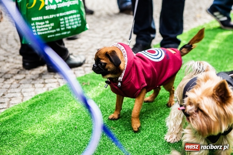Zdjęcie w galerii na portalu naszraciborz.pl: II Festiwal Ubranek – psia moda w roli głównej FOTO i WIDEO wiadomości z regionu