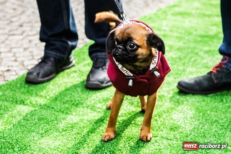 Zdjęcie w galerii na portalu naszraciborz.pl: II Festiwal Ubranek – psia moda w roli głównej FOTO i WIDEO wiadomości z regionu