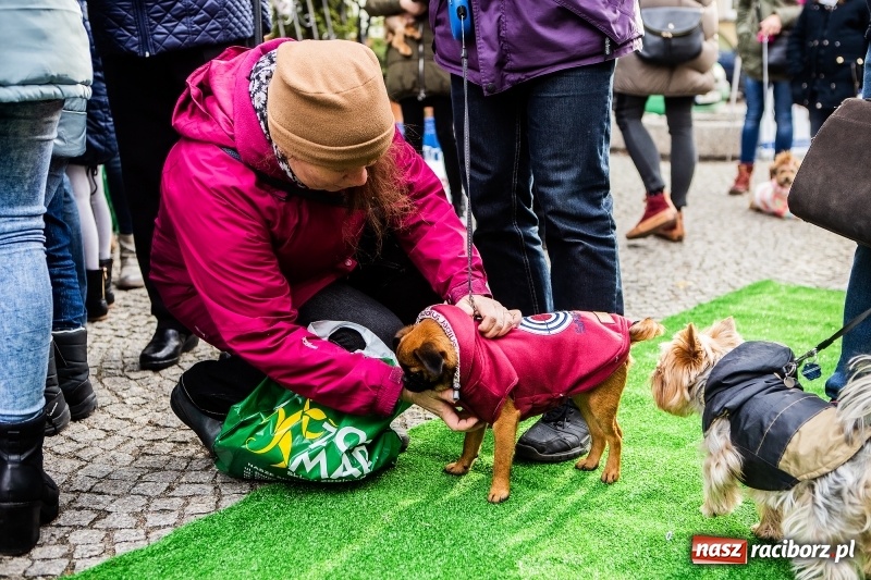 Zdjęcie w galerii na portalu naszraciborz.pl: II Festiwal Ubranek – psia moda w roli głównej FOTO i WIDEO wiadomości z regionu