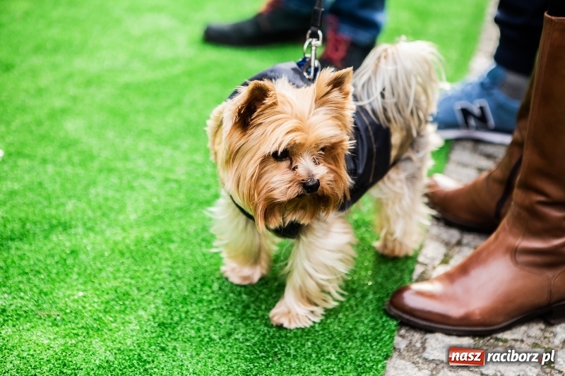 Zdjęcie w galerii na portalu naszraciborz.pl: II Festiwal Ubranek – psia moda w roli głównej FOTO i WIDEO wiadomości z regionu