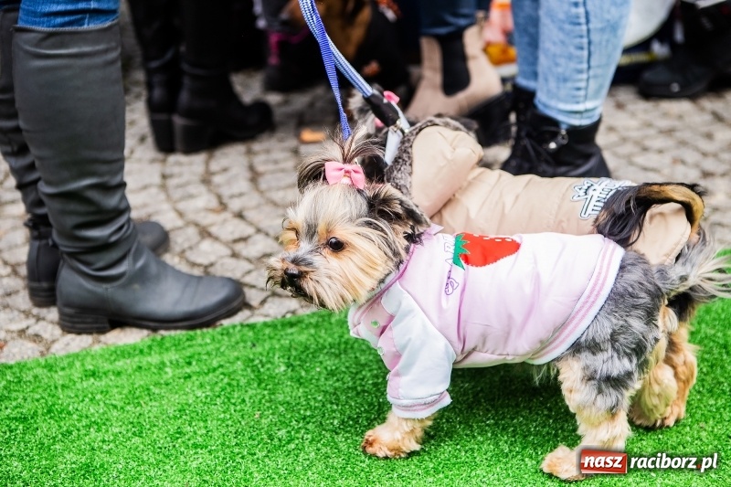 Zdjęcie w galerii na portalu naszraciborz.pl: II Festiwal Ubranek – psia moda w roli głównej FOTO i WIDEO wiadomości z regionu