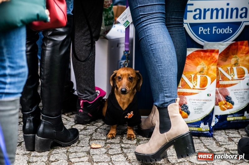 Zdjęcie w galerii na portalu naszraciborz.pl: II Festiwal Ubranek – psia moda w roli głównej FOTO i WIDEO wiadomości z regionu