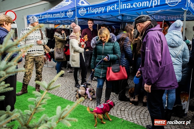 Zdjęcie w galerii na portalu naszraciborz.pl: II Festiwal Ubranek – psia moda w roli głównej FOTO i WIDEO wiadomości z regionu