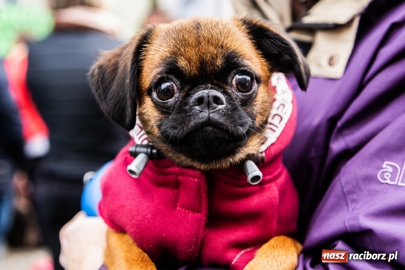 Zdjęcie w galerii na portalu naszraciborz.pl: II Festiwal Ubranek – psia moda w roli głównej FOTO i WIDEO wiadomości z regionu