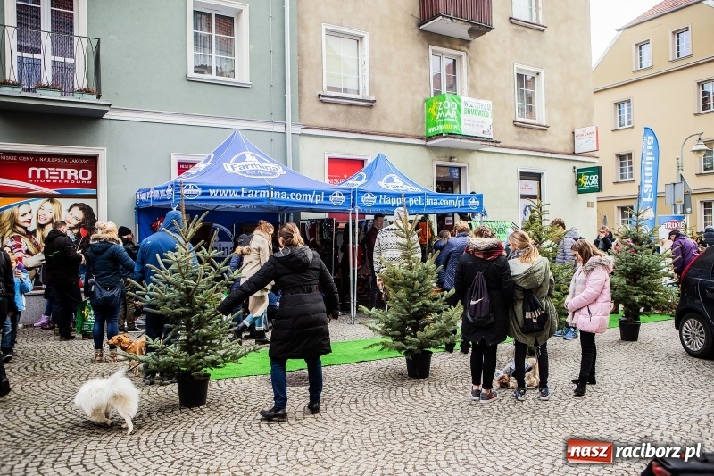 Zdjęcie w galerii na portalu naszraciborz.pl: II Festiwal Ubranek – psia moda w roli głównej FOTO i WIDEO wiadomości z regionu