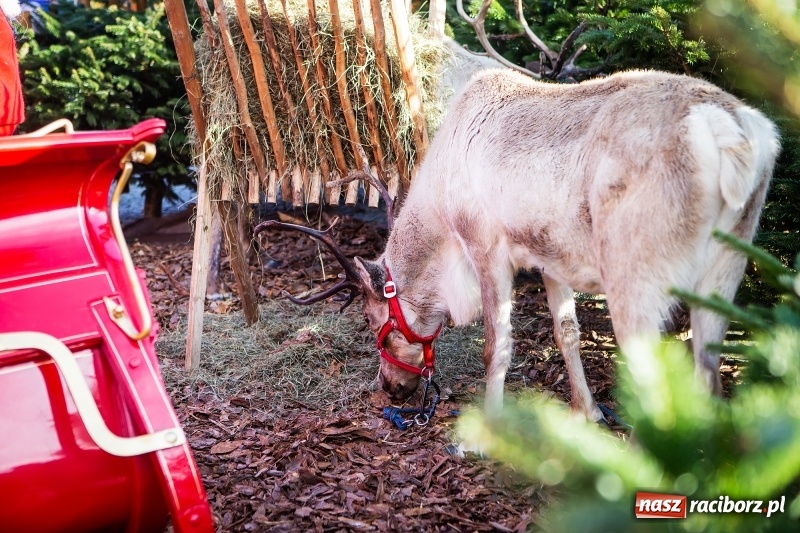 Zdjęcie w galerii na portalu naszraciborz.pl: Zagroda z Mikołajem i żywymi reniferami na rynku wiadomości z regionu