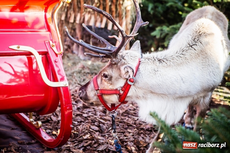 Zdjęcie w galerii na portalu naszraciborz.pl: Zagroda z Mikołajem i żywymi reniferami na rynku wiadomości z regionu