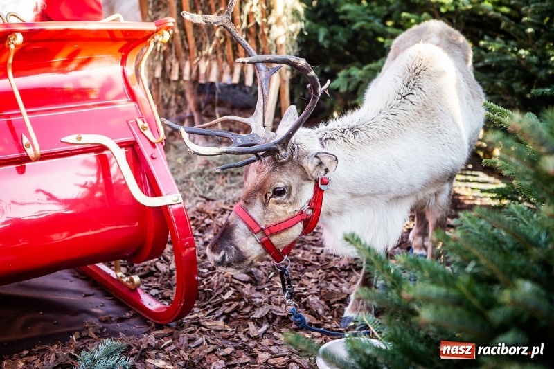 Zdjęcie w galerii na portalu naszraciborz.pl: Zagroda z Mikołajem i żywymi reniferami na rynku wiadomości z regionu