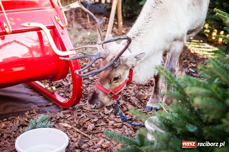 Zdjęcie w galerii na portalu naszraciborz.pl: Zagroda z Mikołajem i żywymi reniferami na rynku wiadomości z regionu