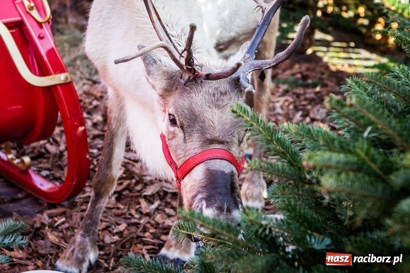Zdjęcie w galerii na portalu naszraciborz.pl: Zagroda z Mikołajem i żywymi reniferami na rynku wiadomości z regionu