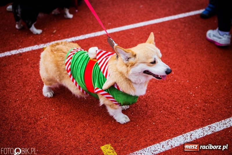Zdjęcie w galerii na portalu naszraciborz.pl: Raciborski Bieg Mikołajkowy FOTO i WIDEO wiadomości z regionu