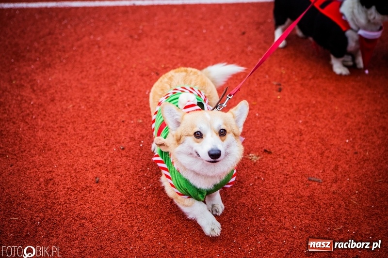 Zdjęcie w galerii na portalu naszraciborz.pl: Raciborski Bieg Mikołajkowy FOTO i WIDEO wiadomości z regionu