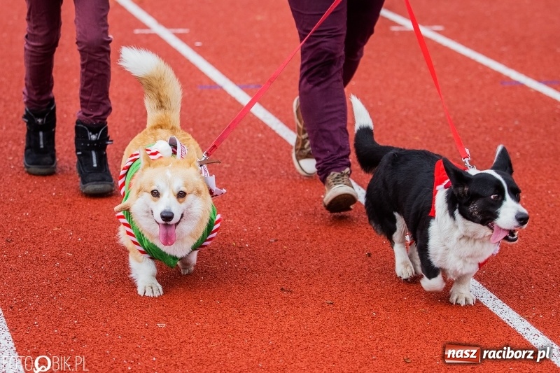 Zdjęcie w galerii na portalu naszraciborz.pl: Raciborski Bieg Mikołajkowy FOTO i WIDEO wiadomości z regionu