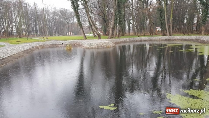 Zdjęcie w galerii na portalu naszraciborz.pl: Przypałacowy park w Tworkowie imponuje. Widać już efekty modernizacji  wiadomości z regionu