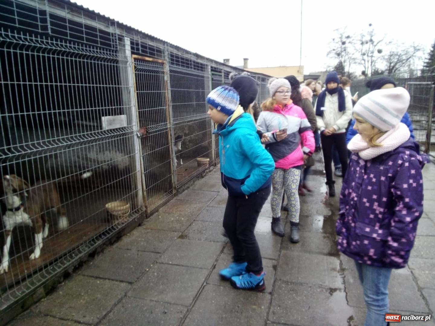 Zdjęcie w galerii na portalu naszraciborz.pl: Klub Wolontariusza z Kuźni Raciborskiej wspomógł raciborskie schronisko wiadomości z regionu