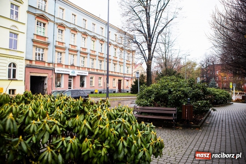 Zdjęcie w galerii na portalu naszraciborz.pl: DRZEWO POLIS - proste drogi w świecie finansów i ubezpieczeń wiadomości z regionu