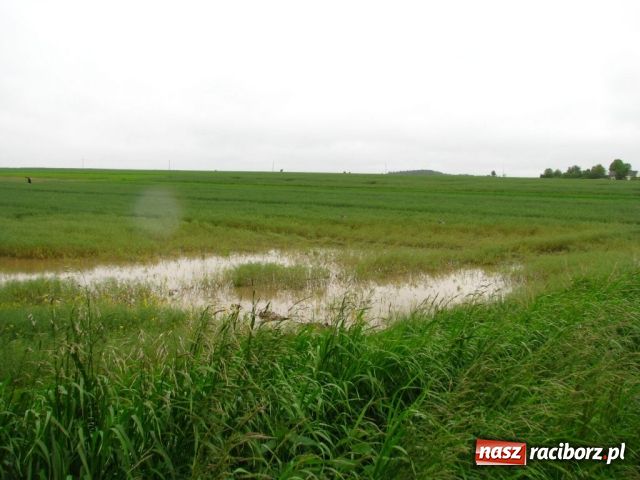 Zdjęcie w galerii na portalu naszraciborz.pl: Zalało Ściborzyce i Pilszcz wiadomości z regionu