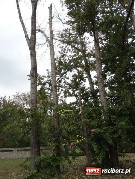 Zdjęcie w galerii na portalu naszraciborz.pl: Będą kolejne wycinki drzew w Raciborzu. Prezydent obszernie objaśnia sprawę placu Wolności  wiadomości z regionu