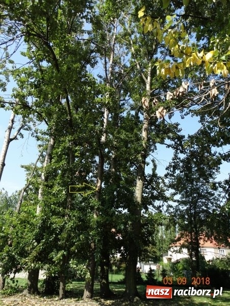 Zdjęcie w galerii na portalu naszraciborz.pl: Będą kolejne wycinki drzew w Raciborzu. Prezydent obszernie objaśnia sprawę placu Wolności  wiadomości z regionu