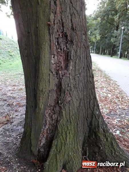 Zdjęcie w galerii na portalu naszraciborz.pl: Będą kolejne wycinki drzew w Raciborzu. Prezydent obszernie objaśnia sprawę placu Wolności  wiadomości z regionu